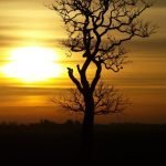 Solitary Tree at Dawn