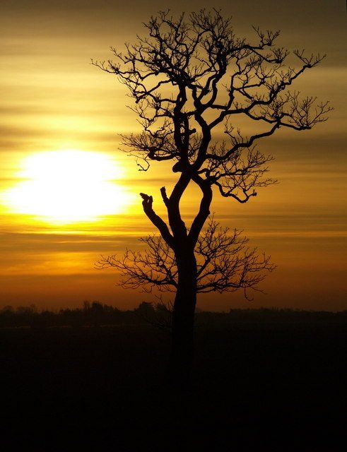 Solitary Tree at Dawn